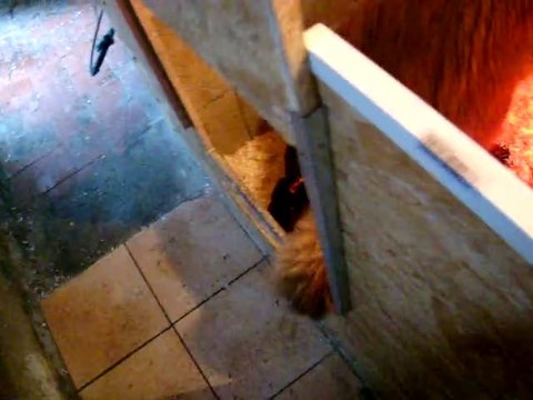 chiots dixie terre neuve marron de VALOYAN