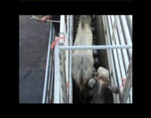 Trasporto Allevamenti da Macello