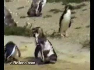 Friday vs Monday: Sound On! 🐧