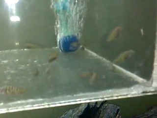 ilangi yellow 26 adet yavru