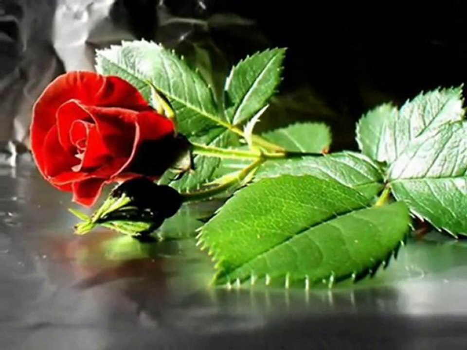 Gül İle Suyun Aşkı hikayesi