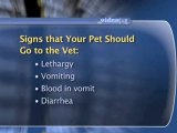 Dog Emergency Care : What are the warning signs that my dog needs to see a vet?