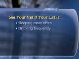 Emergency Cat Care : What are the warning signs that my cat needs to see a vet?