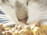 Feeding Your Cat : What should my cat eat when I first bring her home?