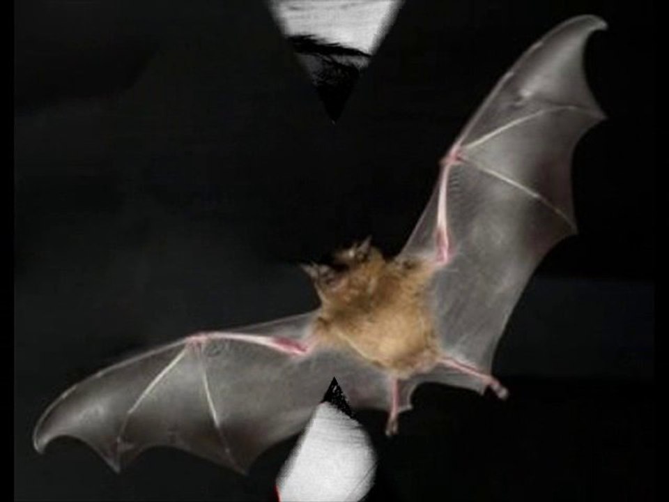 VAMP nouvelle version 1