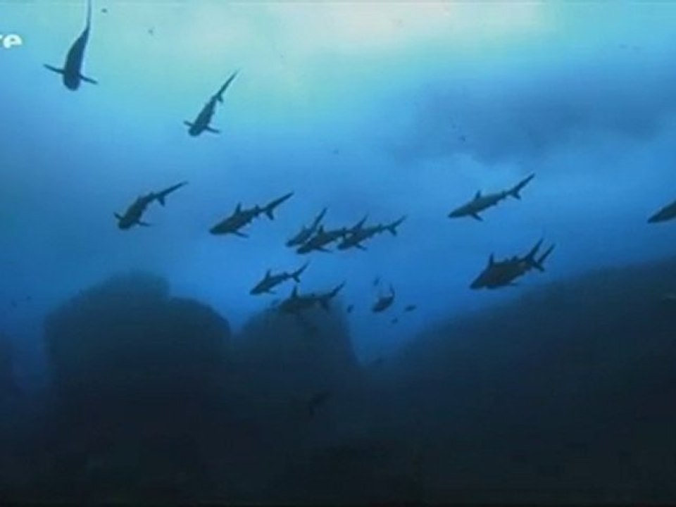 Dans la fosse aux requins 1