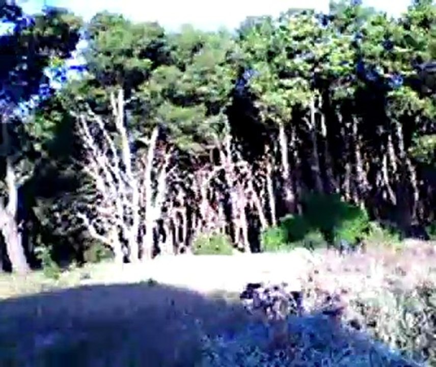 Bosque Energetico P2