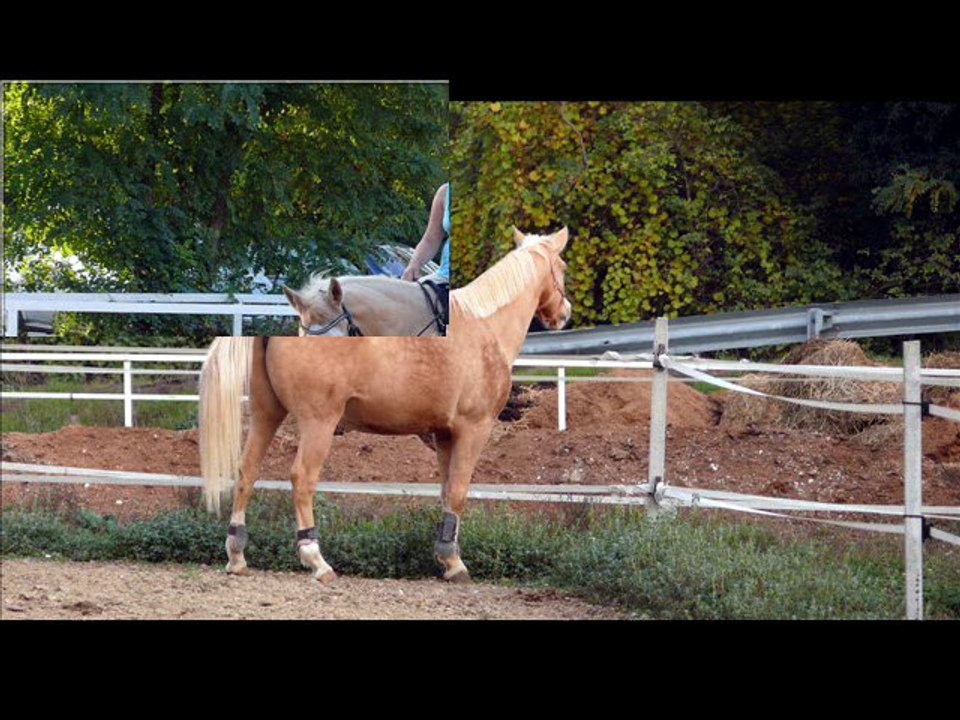 Junior & Flo. depuis leur début