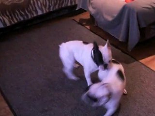 La danse pré-nuptiale