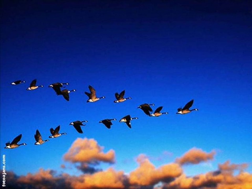 ALİ ELMAS - turnalar