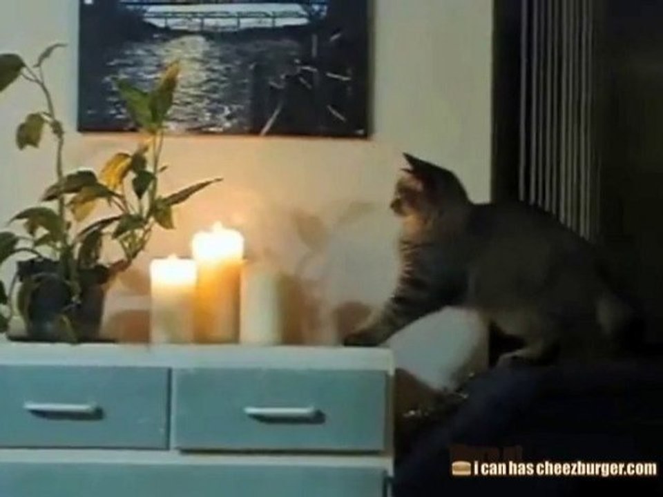 Il gatto e le candele