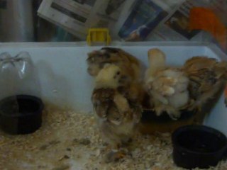 poule ou coq brahma?