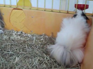 la petite troupe de femelle