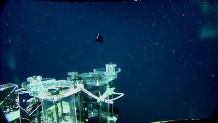 Şeffaf Başlı Balık