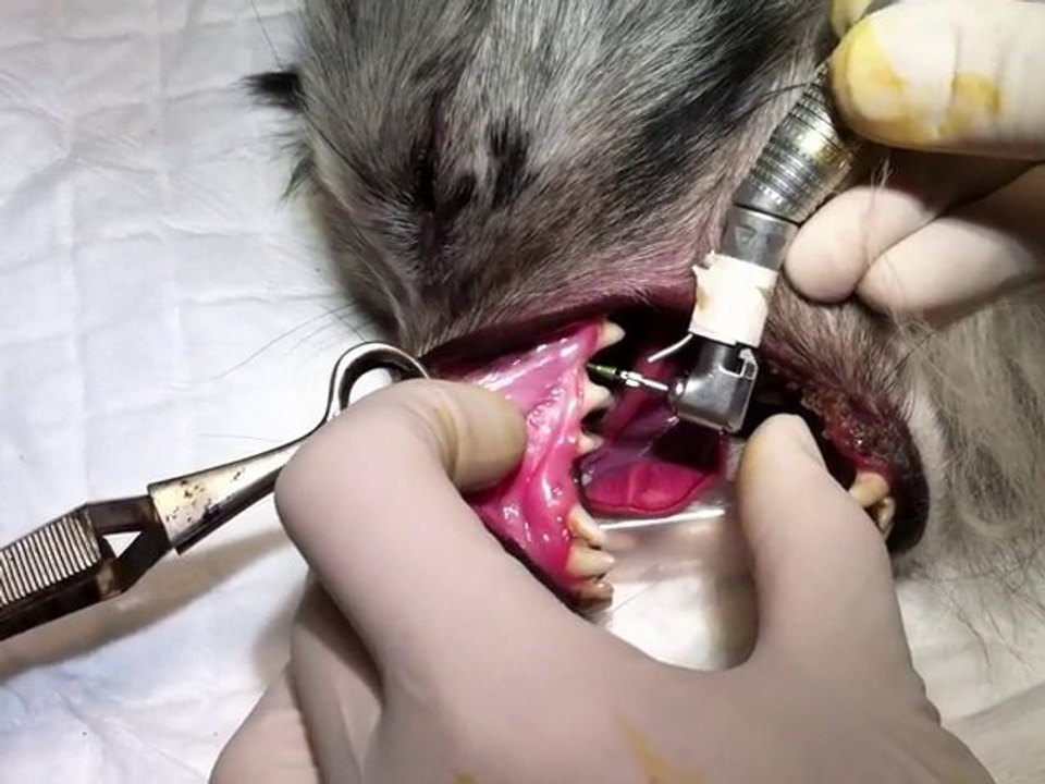 implantation 004