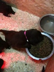 chiots dixie terre neuve marron de VALOYAN