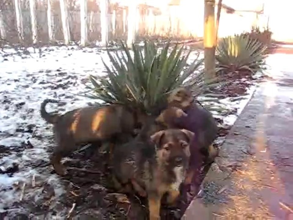 Pups having fun