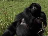 Conservation Efforts Pay off for African Mountain Gorillas