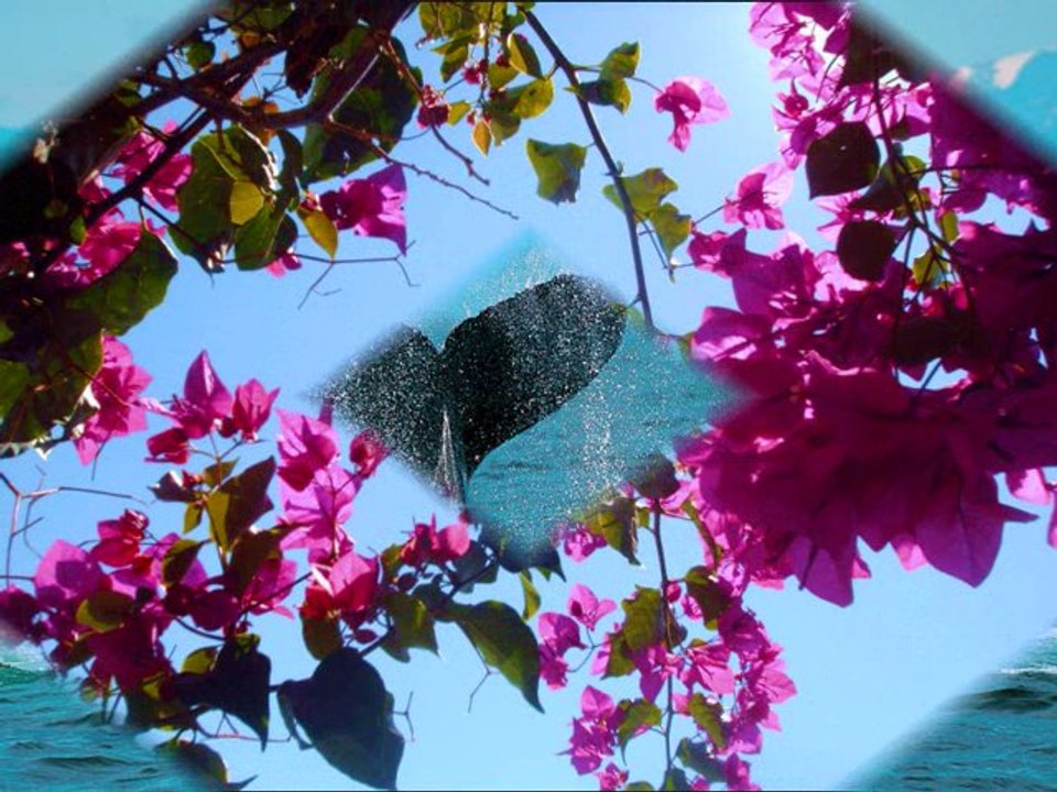 LOS CAMPANILLEROS - ESTILO FLAMENCO - LADY HAGUA