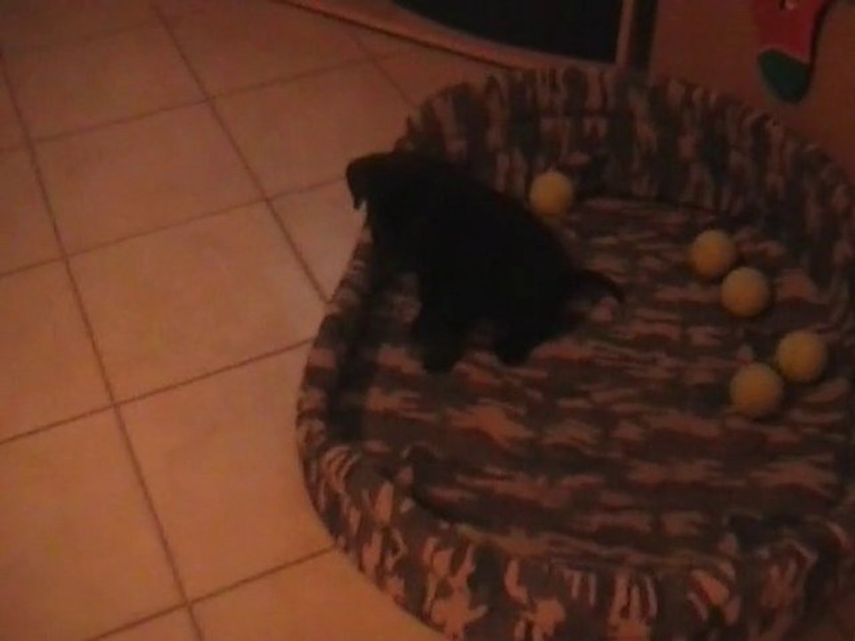 chiots laurent michavila, la petite femelle qui joue