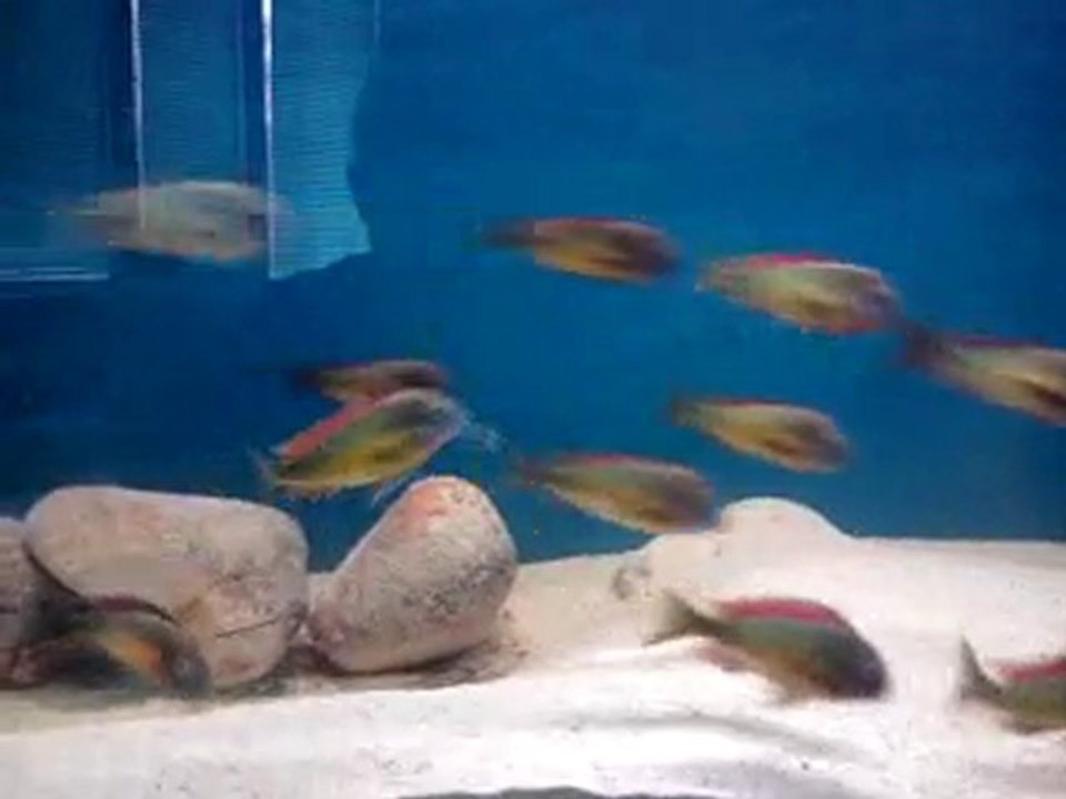 Video0010