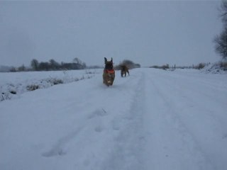 boxers faro et nina