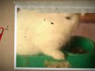 Boule De Coton aura Bientot 1 ans