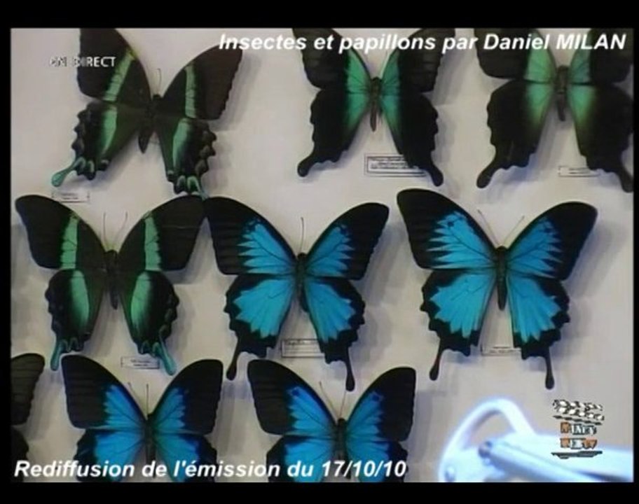 Insectes et papillons par Daniel MILAN