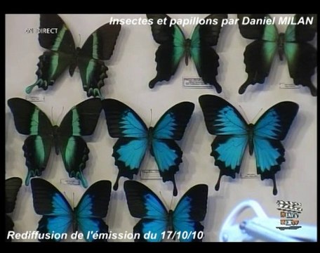 Insectes et papillons par Daniel MILAN