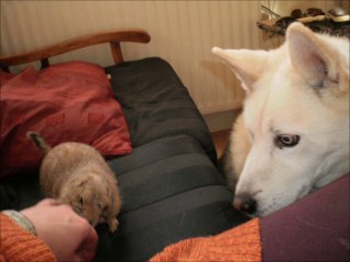 chien de prairie et chiens