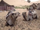 Les dromadaires du Maroc