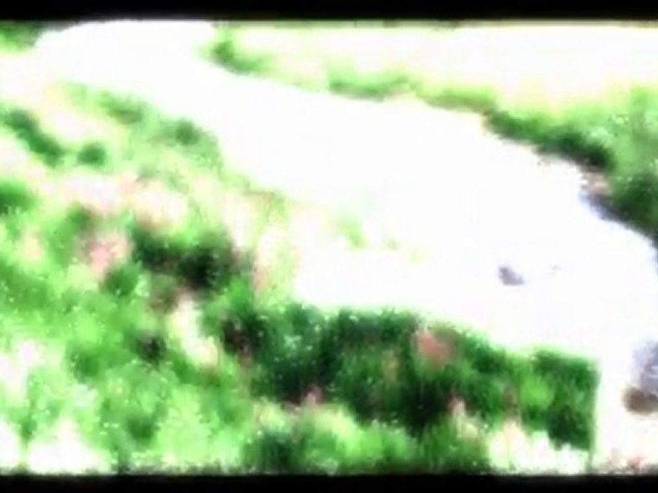 DENGBEJ ŞEYH MEHMET EMİN YENİ CLİPP 2011