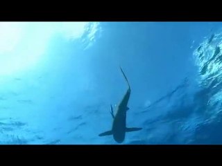 okyanus-devlerinin-av-ziyafeti