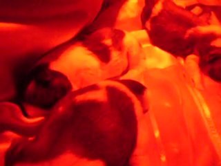 shih tzu du temple des mandarins