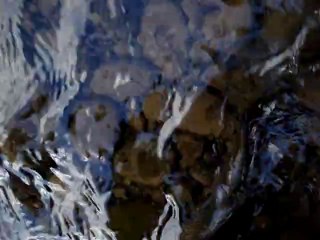 Truite Fario du Cantal