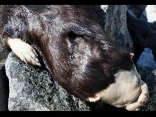 Strange Canadian Creature Found