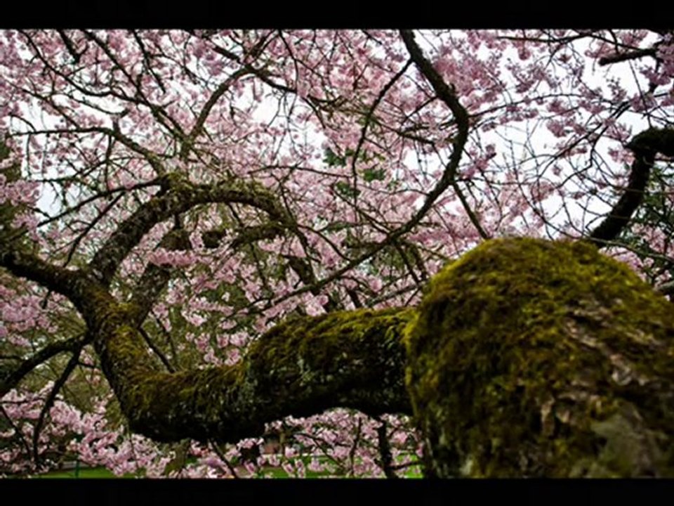 Nourhaghighi: Happy New Year IRAN 2011 Persian Music & Dance