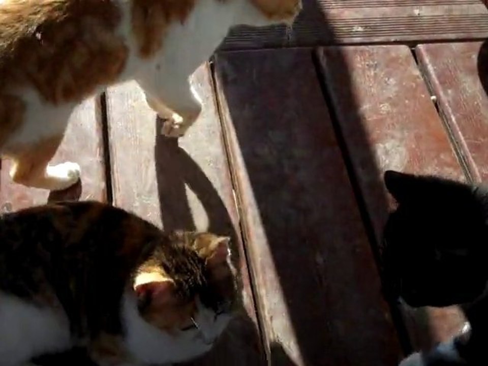 Eugenia's Putty Cats & Dogs