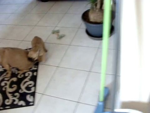 Furie, Fergu, .... presque 8 semaines