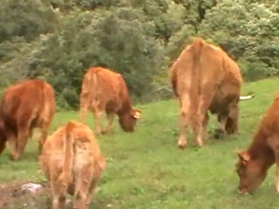vacas por el monte
