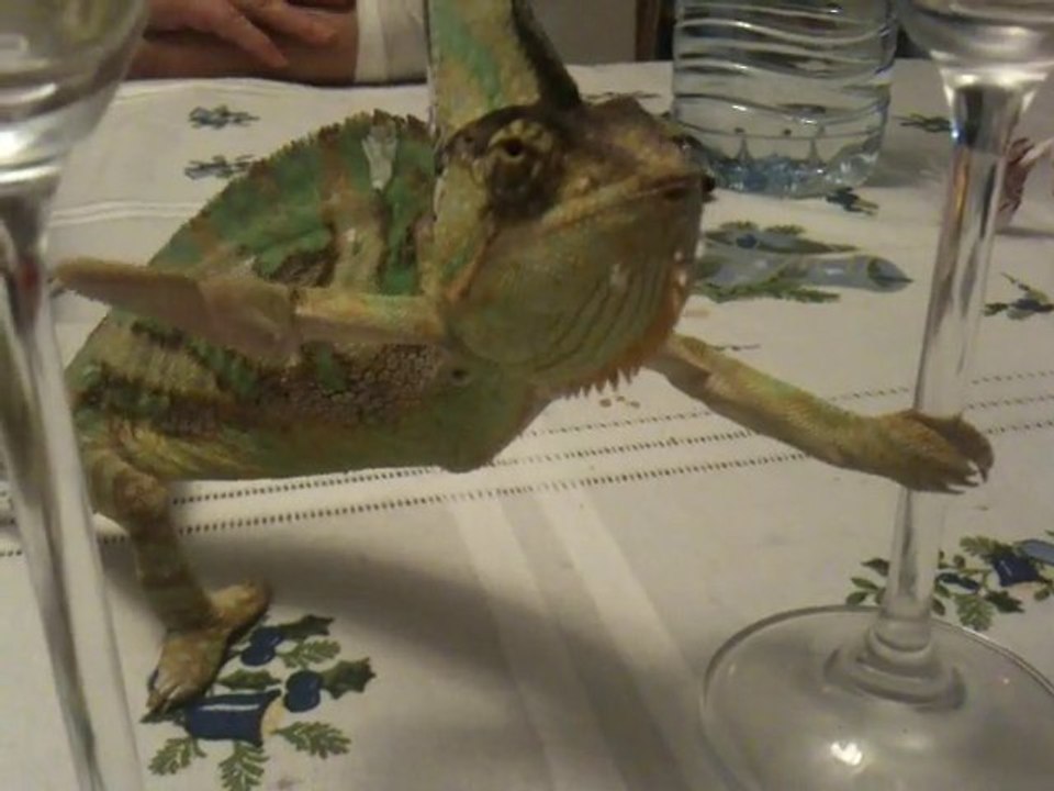 Cami, le Caméléon