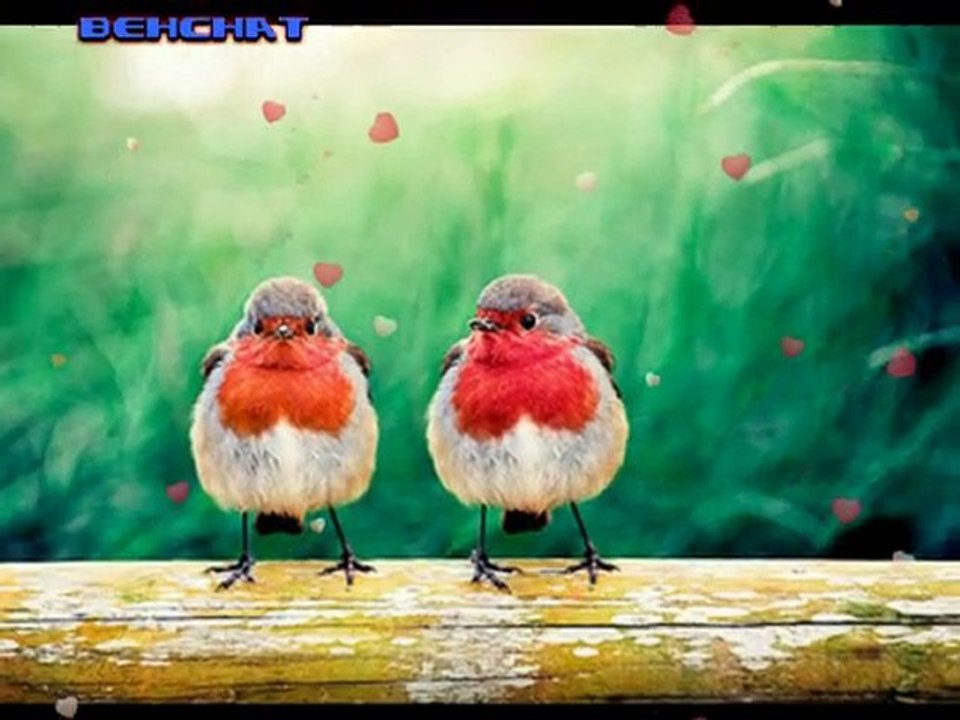 AJDA PEKKAN - BİR SEVGİ İSTİYORUM