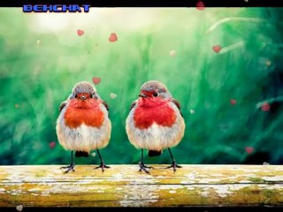 AJDA PEKKAN - BİR SEVGİ İSTİYORUM