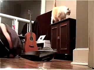 0057 - Un mec Owned par son chat