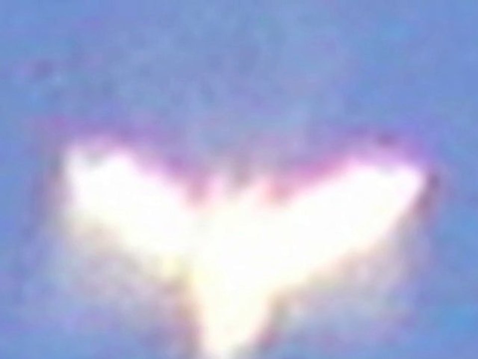 Orbs et chauve souris