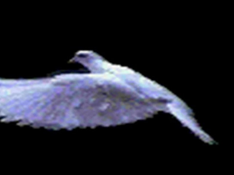 YARKIN - BÜLBÜL KASİDESİ