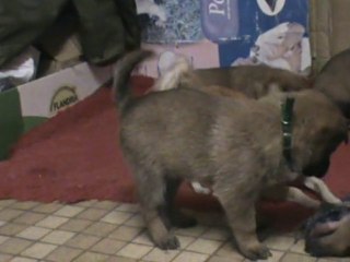 chiot collier vert