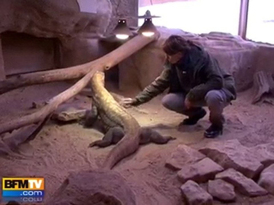 Les animaux du zoo Thoiry face au froid