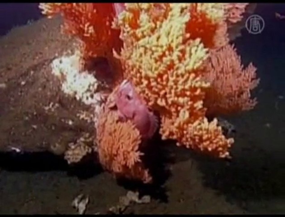 Scientists Warn Ocean Acidification Destroying  Corral
