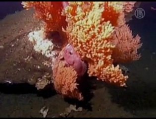 Scientists Warn Ocean Acidification Destroying  Corral